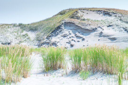 Sand dunes of the Curonian spit also known as "Dead or Grey dunes". Desert plants of wild untouched nature. This place the highest drifting sand dunes in Europe. Nida, Lithuania.