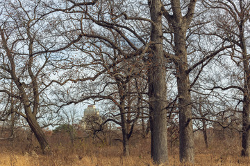 large old trees in an urban savanna woodland with architecture
