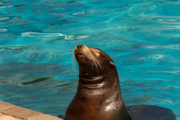 Obraz premium sea lion resting in the early morning in the sun with water