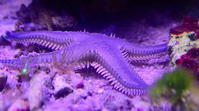 Mediterranean sand sea star - Astropecten irregularis