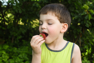 Child eat ripe organic strawberry in garden. Boy make a silly face while eat strawberry