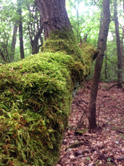 Fototapeta premium forest