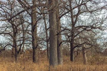 Fototapeta na wymiar Bare large trees in winter
