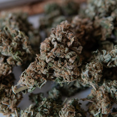 culture of smoking marijuana in the world. Ready medical THC CBD cannabis buds  for smoking