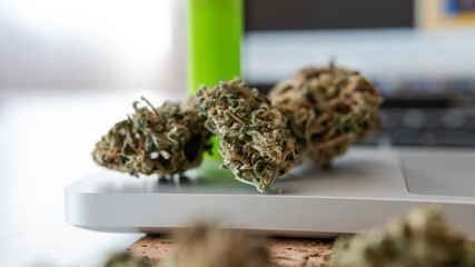 culture of smoking marijuana in the world. Ready medical THC CBD cannabis buds  for smoking