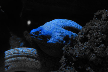 Acquario