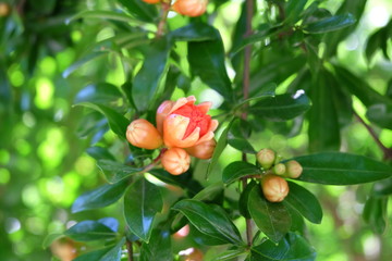 Obraz premium Fiore arancione