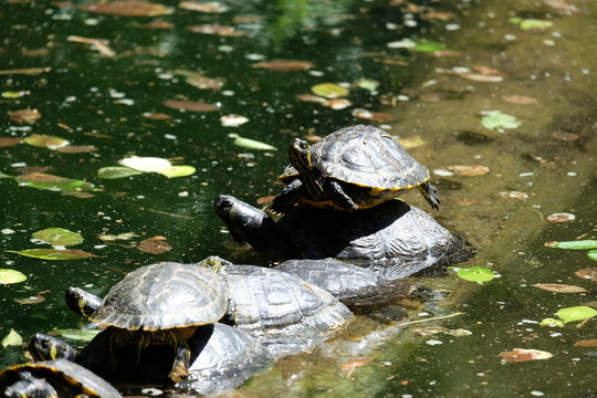 Tartarughe in bilico