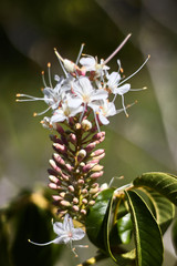 White flowers in a branch