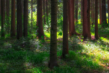 Summer scene in the coniferous forest. The sun's rays illuminate the trunks of old firs. Summer forest landscape.
