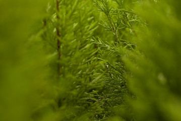 green plant with dark background
