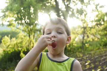 Child eat ripe organic strawberry in garden. Happy boy holding fresh picked strawberry