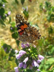 butterfly on flower