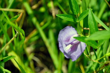 Purple wild flower