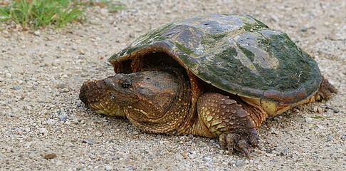 Close-up of Snapping turtle on the side of the road
