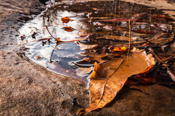 Autumn Leaves Puddle of Water with Reflection