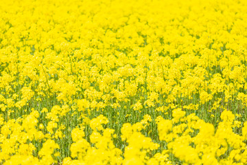 Blossoms of mustard fields looking from diagonally above.