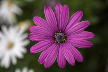 Fototapeta premium purple flower with green background
