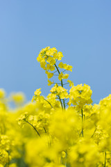 Obraz premium 黄色の菜の花