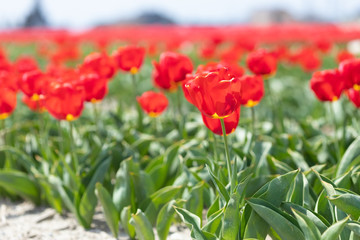 Obraz premium Red tulip cultivation looking up from the bottom.