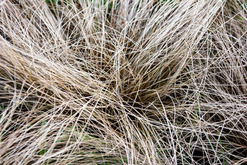 White tangled texture from carex
