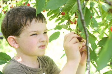 Happy boy eat organic natural healthy cherries in garden. Smiling little boy picks a cherry from a tree in cherry garden