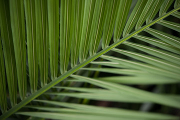 green plant with dark background