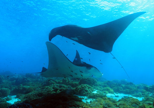 Two Reef Manta Rays (Manta Alfredi), a Black one and a White, Swimming over the Reef. Komodo, Indonesia