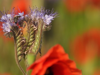 Poppy meadow