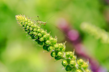 Little green grasshopper on a flower bud of green color