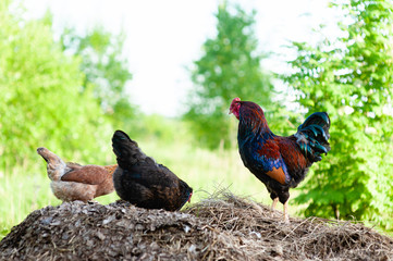 A  Cockerel with a red neck and back, with blue feathers on its wings and green feathers in its tail, stands on a dung heap and watches its chickens rummaging through the novelty pile 