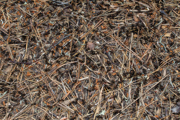 Anthill with lots of black ants in the forest