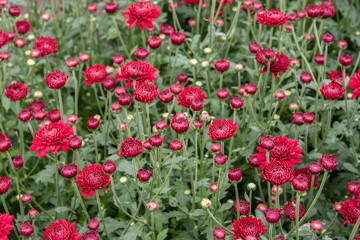 red flowers growing in nature