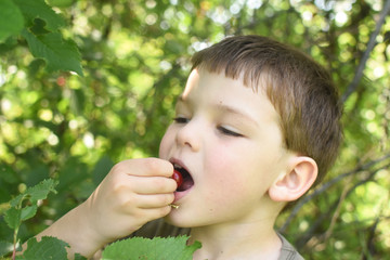 Happy boy eat organic natural healthy cherries in garden. Smiling little boy picks a cherry from a tree in cherry garden