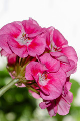 Naklejka na ściany i meble Pink geranium flowers. Geranium. Inflorescences.