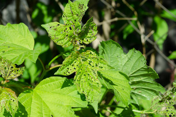 Viburnum beetle (Pyrrhalta viburni) larvas and aphids (Aphidoidea) on the leaves of viburnum