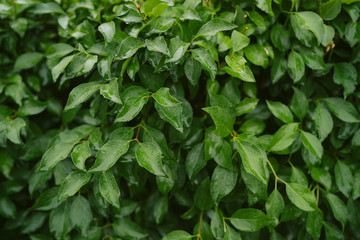 Fototapeta na wymiar Green texture of leaves after rain. green Bush
