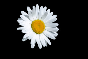 One white daisy flower isolated on black background.