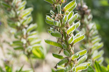 Lupinus growing outdoors