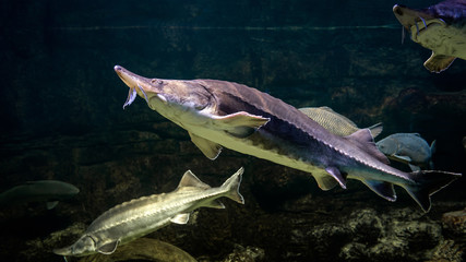 Sturgeons swims underwater, white fish in atlantic water, concept of beluga, kaluga, food, nature, travel, russia.
