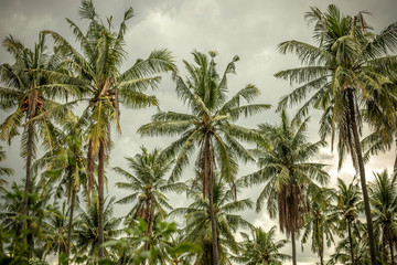 Palm trees in the jungle