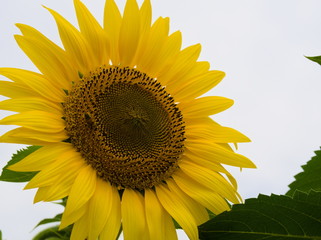 Obraz premium sunflower on background of blue sky