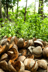 tryed splitted coconuts in the forrest