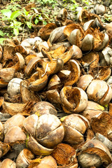 Used coconuts