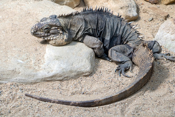 Cuban ground iguana - Cyclura nubila lying on the rock.