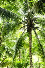 Fototapeta premium Palm trees in the jungle