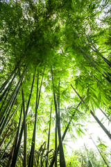 Plakat Beautiful green huge bamboo growing in the jungle
