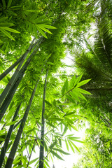 Beautiful green huge bamboo growing in the jungle - obrazy, fototapety, plakaty