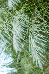 Big reed growing in indonesia