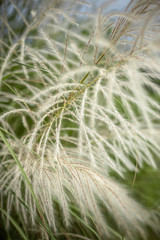 Big reed growing in indonesia